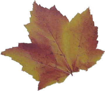feuille jaune orange