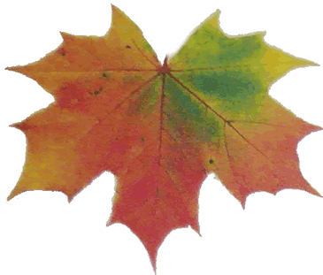 feuille rouge