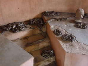 Le temple des pythons consacré au vaudou — Rencontres africaines