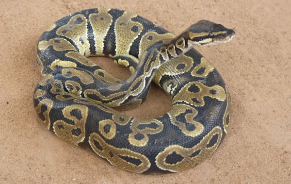 Le temple des pythons consacré au vaudou — Rencontres africaines