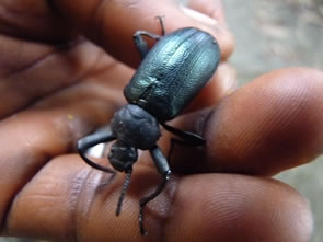 Les petites bêtes — Rencontres africaines