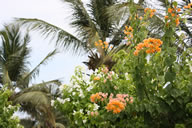 Langages d'adonglo — Rencontres africaines