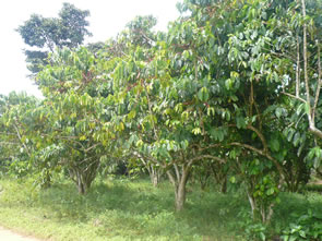 L'abbaye des frères bénédictins de Dzogbégan au Togo — Rencontres africaines